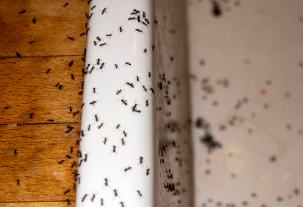 Best Ant Control Services  in Derby, CT