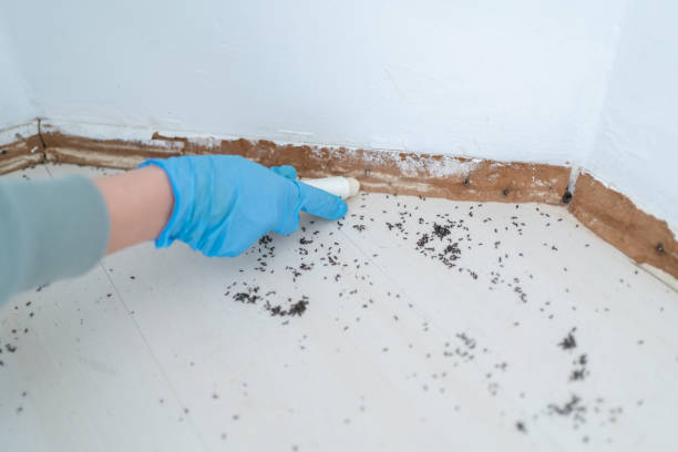 Trusted Derby, CT Pest Control Experts